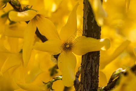 扫帚的黄色花朵图片