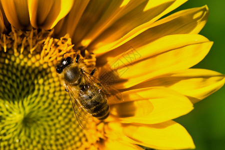 向日葵中蜜蜂的宏图片