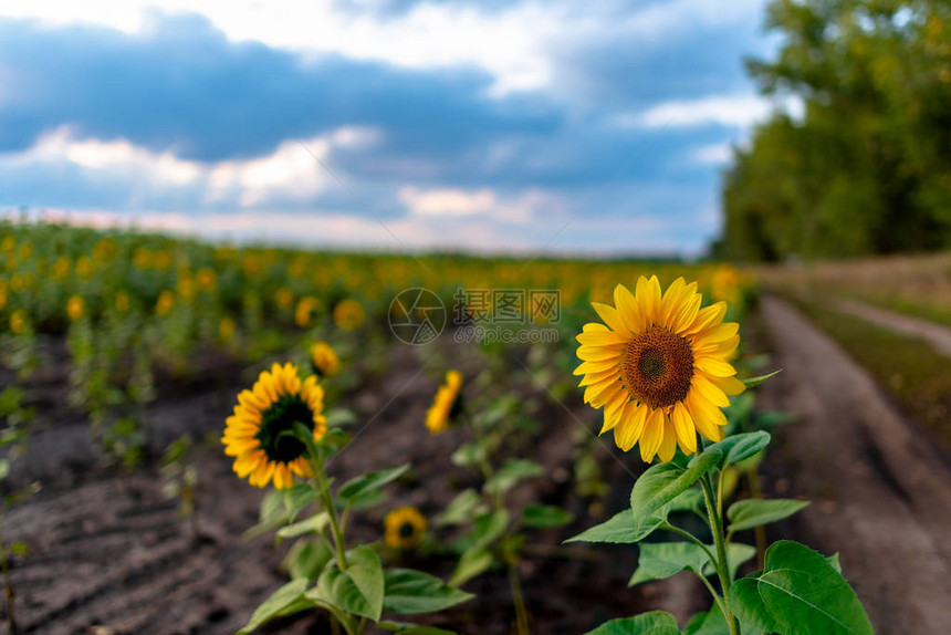 一朵明亮的黄向日葵花生长在田野边的路边与日落时图片