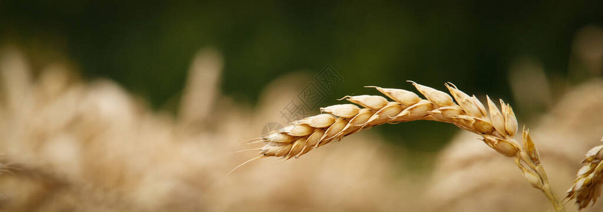 近距离的一股小麦大涨图片