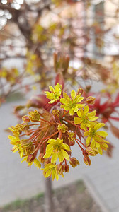 明亮的黄色鲜花紧图片