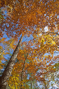 纽约阿迪朗达克州立公园秋季树冠的戏剧色彩图片