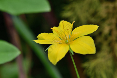 花朵盛开的黄皮条线花Lysimachiane图片