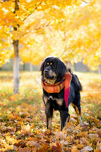 一只黑大狗站在秋天的森林里马斯特夫带着背景图片