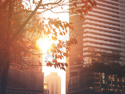 在市中心日落秋天落叶树的阳光照耀着古图片