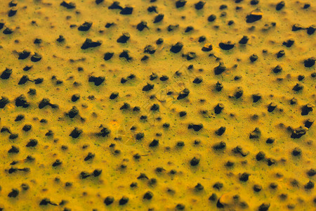 在黄石公园的浅层热水下形成小型圆点结构背景图片