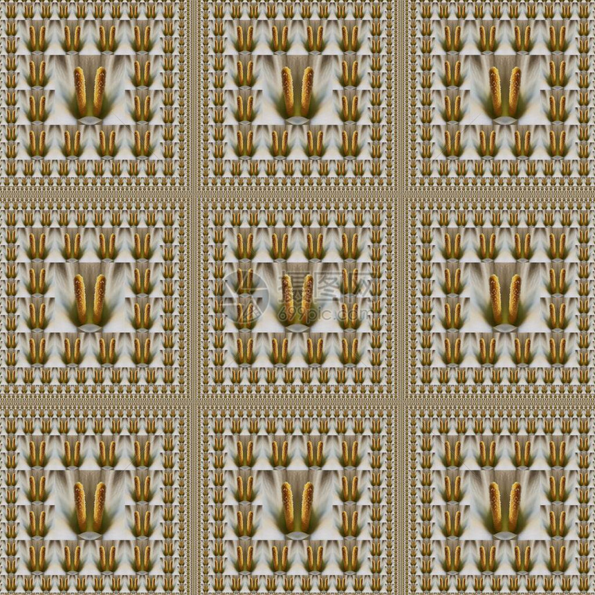 双白正兰莲丽魔法地毯缩小放形状和设计图案的宏观摄影图片