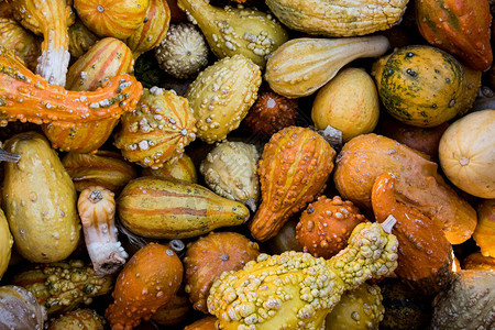 秋季市场上的各种黄色和橙色南瓜图片