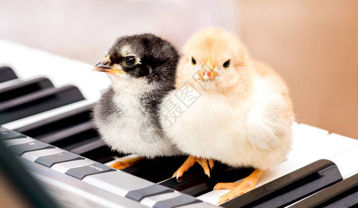 两个小妞在钢琴键上表演音乐图片