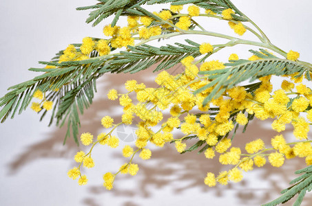 Mimosa或acacia银它的花朵是黄色的在南部纬度图片