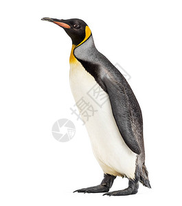 King企鹅的侧面在白背景图片