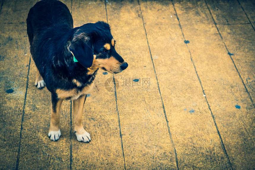 城市街道上的流浪狗动物正在寻找食物一条流浪狗躺在林荫大道上乔治亚州巴统市地方当局登记动物图片
