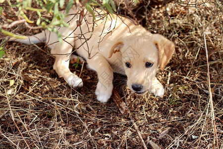 一只受惊的黄色拉布多小狗的画像拉布多小狗用爪子图片