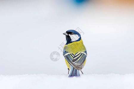 冬天和可爱的小白鸟白雪背景大黄蜂背景图片