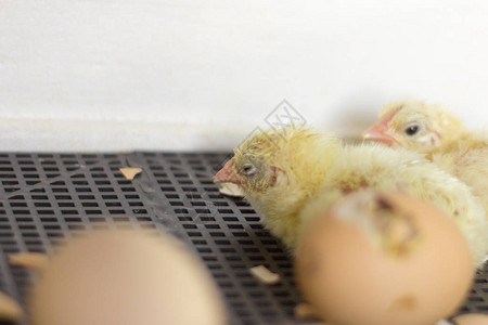 孵化器中的小鸡新孵化仍然湿的小鸡图片