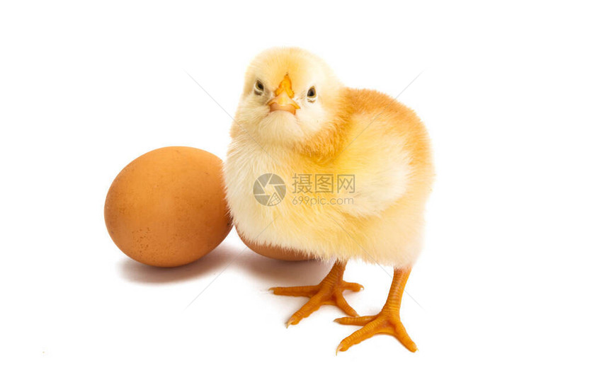小鸡蛋壳小鸡白种背景图片