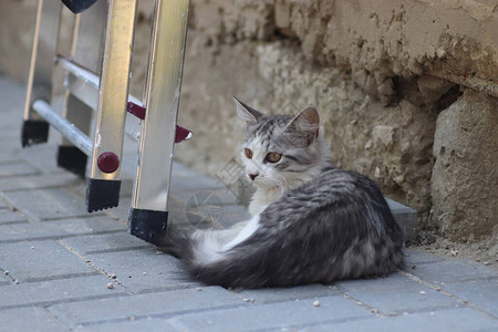 一只小灰白家庭毛绒猫躺在街上的小瓷砖上图片