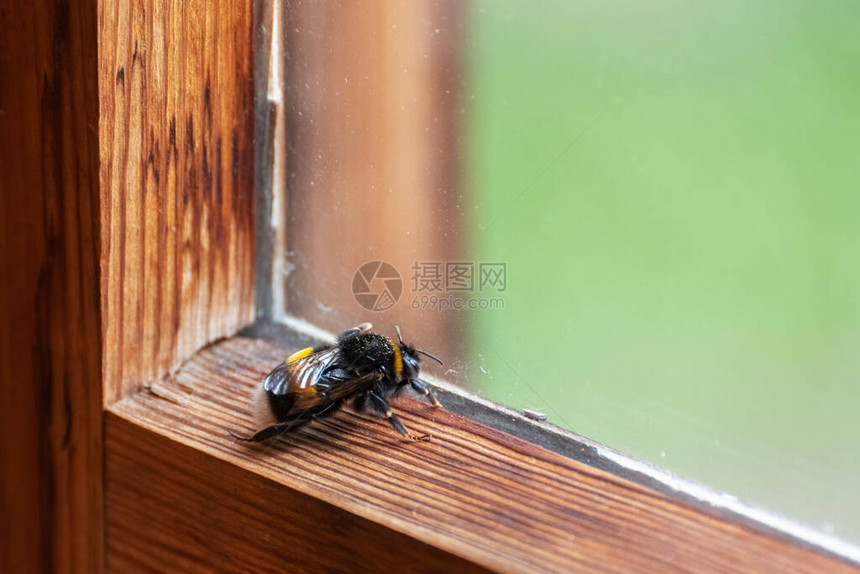 大黄蜂坐在木窗框上图片