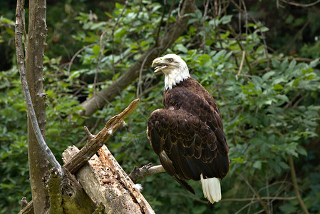 一只成年秃鹰的2英寸长的铁爪能施加每平方英寸1000磅压力的量图片