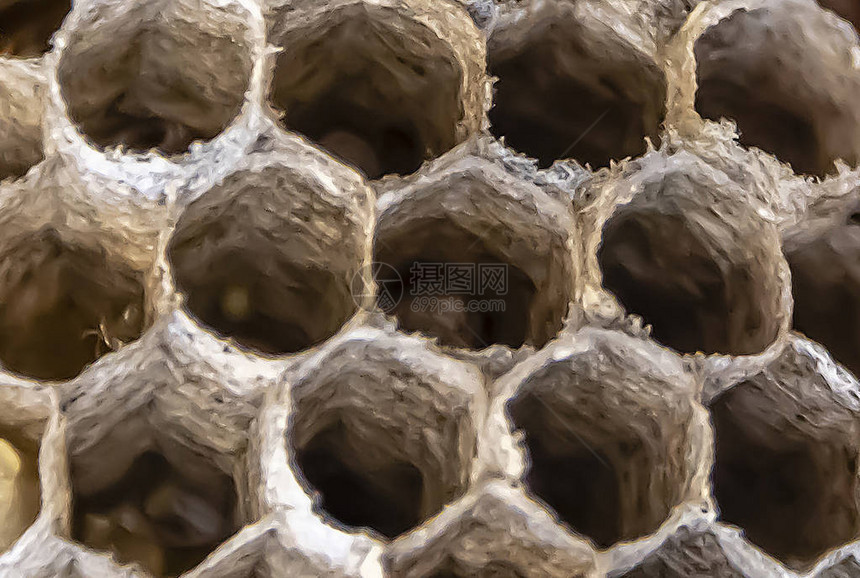 蜂巢马蜂窝特写蜂巢顶视图图片