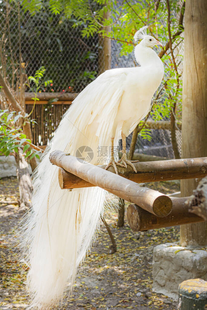 笼中的白孔雀美丽的白鸟图片