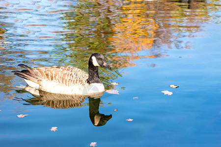 秋天在池塘里游着美丽的鸭子图片
