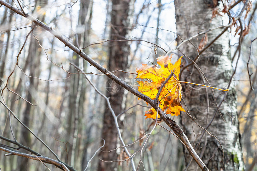 秋末阳光明媚的秋天在城市公园树枝中缠图片