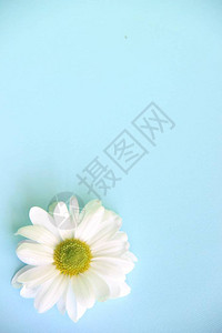白菊花的一朵花图片