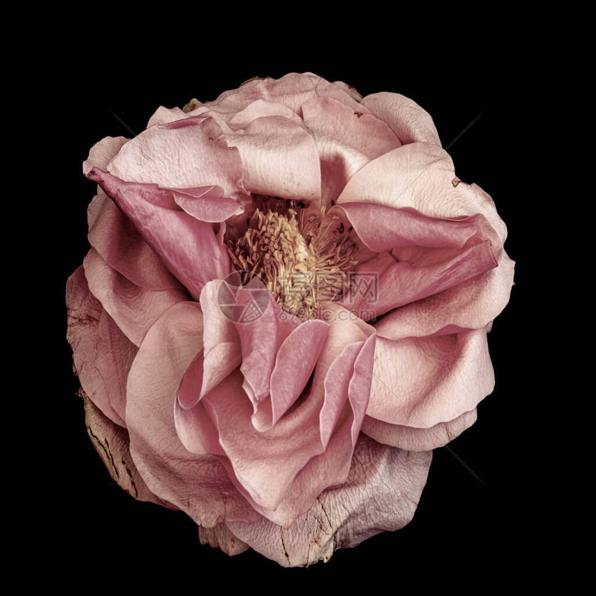 粉红玫瑰花的宏观图片