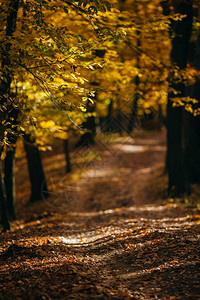 有黄色和绿色叶子的秋季森林图片