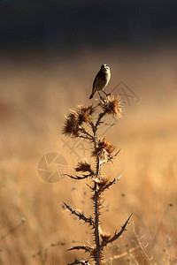 小可爱的小鸟黄色自然背景鸟儿图片
