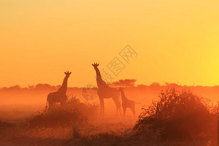 长颈鹿背景非洲野生动物自然中图片