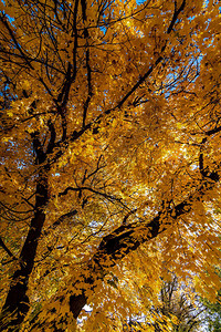 秋天的黄枫叶图片