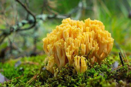 拉玛莉亚红花蘑菇黄珊图片