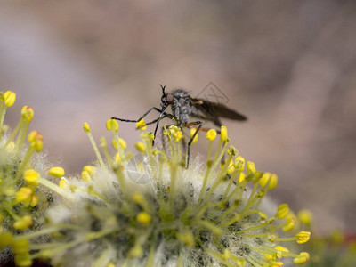 昆虫在春季特写中为柳芽授粉图片