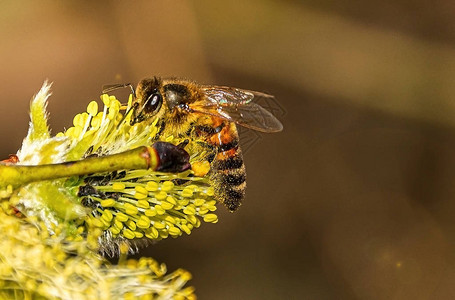 蜜蜂从开花的中采集花蜜图片