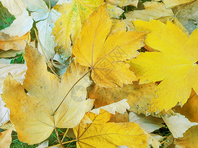 秋天金黄的叶子黄色背景背景图片