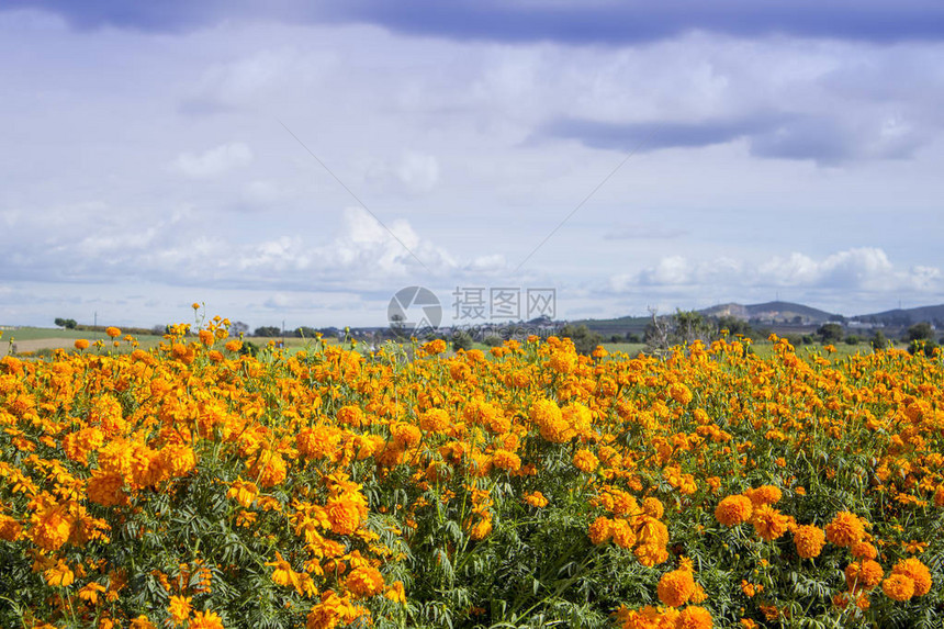 Cempasuchil花田墨西哥鲜花典图片