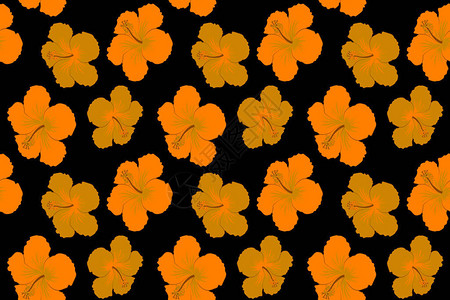 黑底色黄的Hibiscus花朵图片