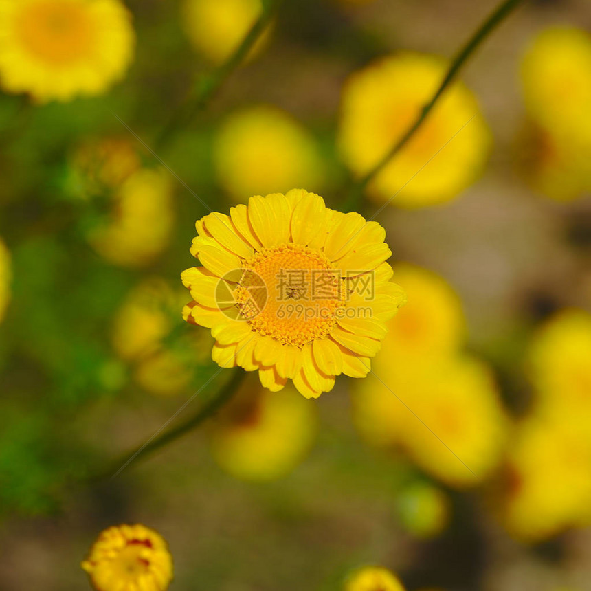 近视中的黄色Anthemis花朵Anthemis色调图片