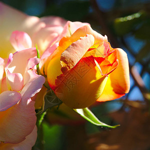 淡橙色花园玫瑰花蕾背景图片
