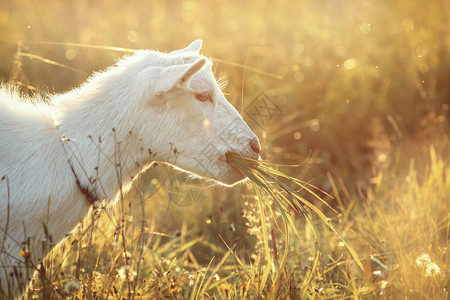 金色草地上的白山羊吃金色的草图片