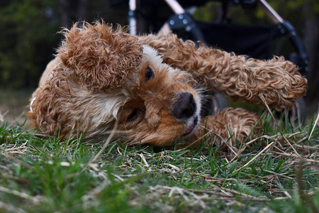 狗可卡犬躺在上图片