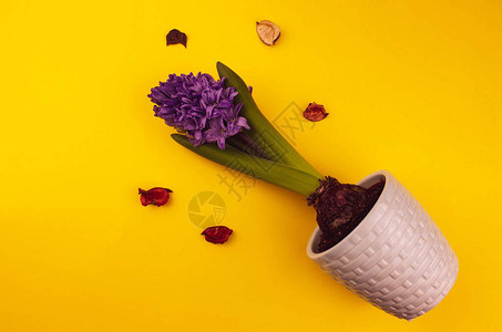 黄色背景的花盆中的紫花朵与复制空间妇女背景图片