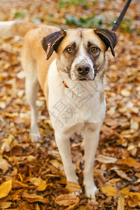 在秋天公园的自愿者旁边行走的可爱惊吓小狗肖像图片