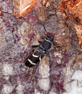黄蜂甲虫木上的ClytusA图片