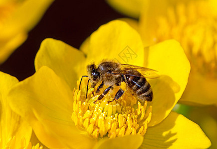 蜜蜂在花朵上授粉的宏观图片