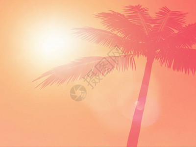 日出前天空粉红色黄蓝日落海滩棕榈在前天空的热带树叶背影背景