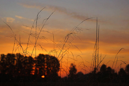 草树和第一缕阳光草地上的秋天早晨背景图片