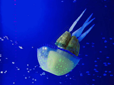 黄美杜萨水母鱼在蓝色水族馆游下有灯泡图片